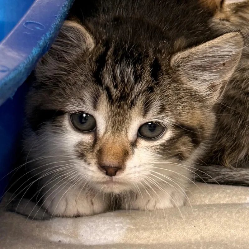 A baby small-sized female Brown / Chocolate Domestic Short Hair cat named Lisa for adoption in Evansville, IN