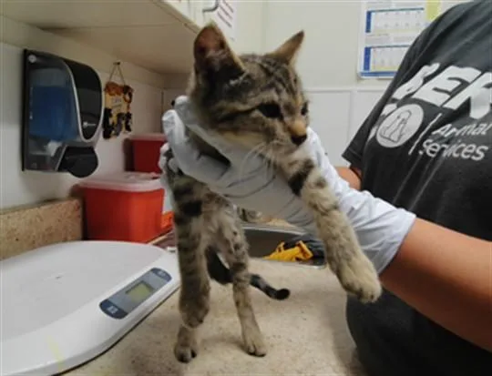 A baby small-sized female Domestic Short Hair cat named Vesper for adoption in Albuquerque, NM