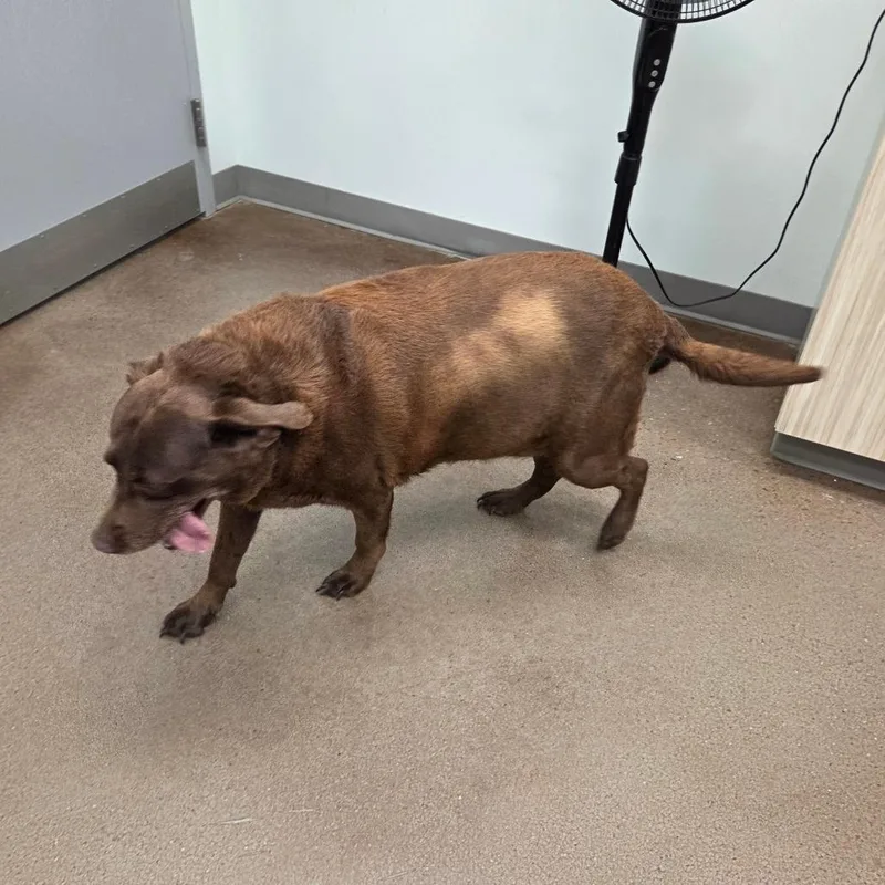 Mocha thumbnail 2