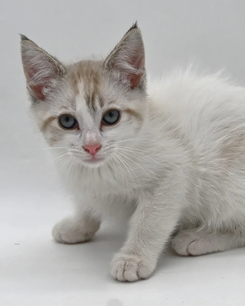 A baby medium-sized male Siamese cat named Danny for adoption in Mobile, AL