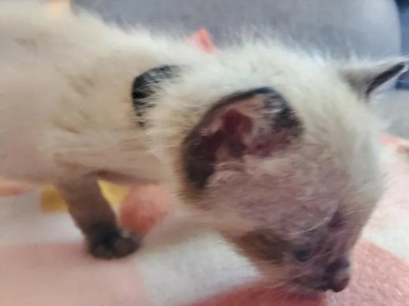 A baby small-sized male Domestic Short Hair cat named Damian for adoption in HUNTINGTON BEACH, CA