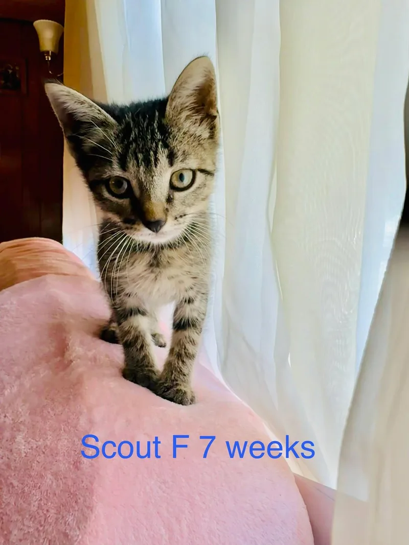 A baby medium-sized female Tabby (Brown / Chocolate) Domestic Short Hair cat named Scout for adoption in Fort Payne, AL