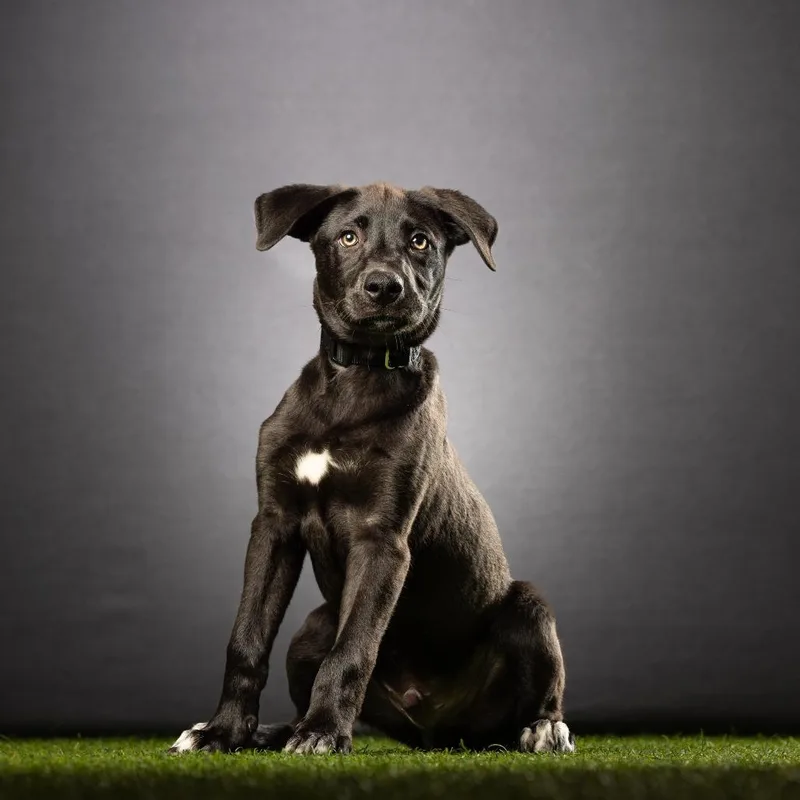 A baby small-sized male Black Labrador Retriever dog named Bronco for adoption in Jupiter, FL