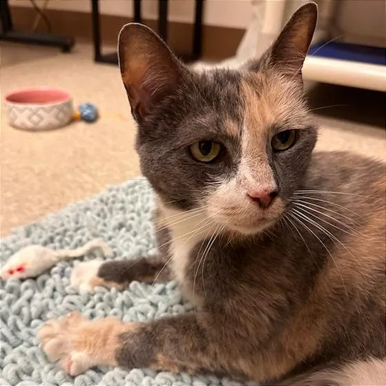 A senior large-sized female Gray / Blue / Silver Domestic Short Hair cat named Mika for adoption in Springfield, MA