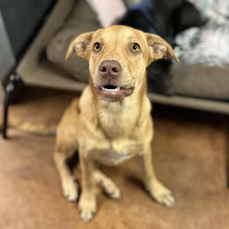 An adult large-sized female Yellow / Tan / Blond / Fawn Yellow Labrador Retriever dog named Thelma for adoption in Clarksville, AR