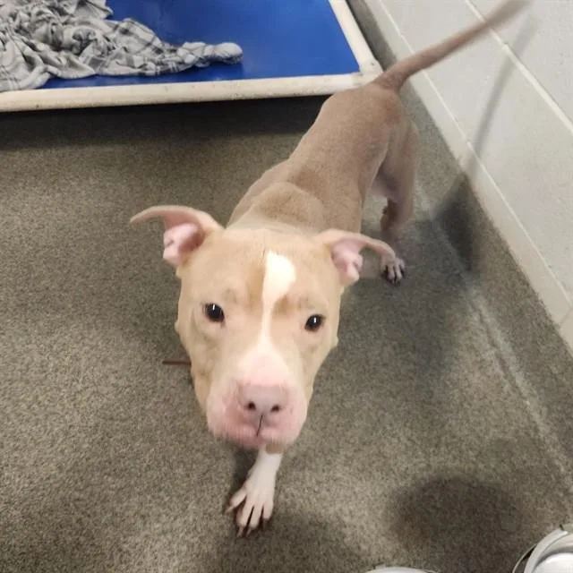An adult large-sized female Pit Bull Terrier dog named Dolly for adoption in Huntsville, AL