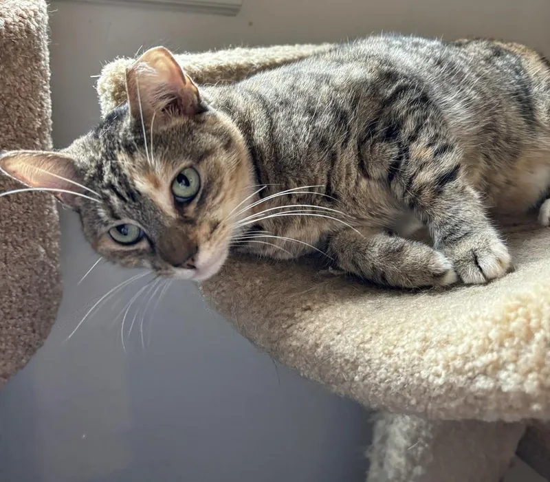 Minnie Tabby thumbnail 3