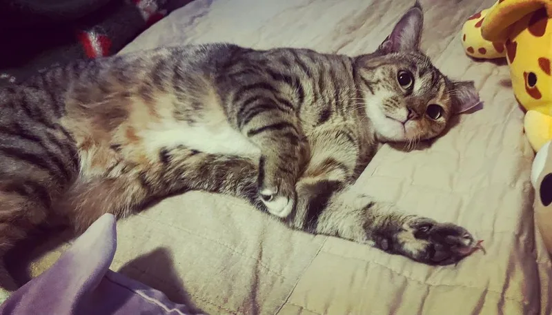 Minnie Tabby thumbnail 4