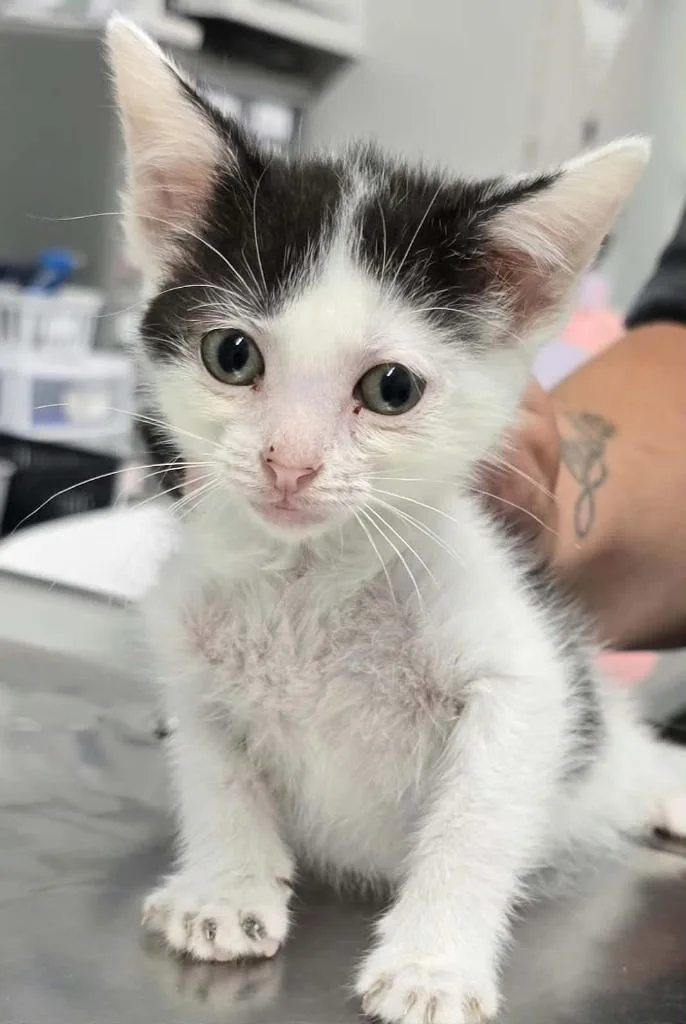A baby small-sized female Domestic Short Hair cat named Rose for adoption in Hillsdale, IN