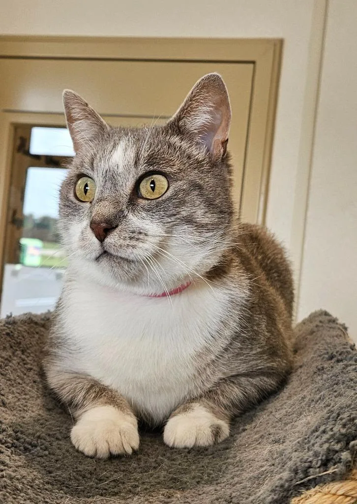 An adult small-sized female Domestic Short Hair cat named Dove for adoption in Fremont, OH