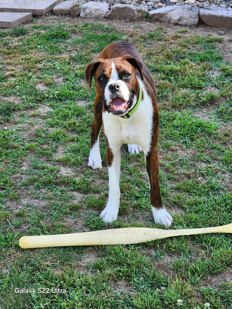 A baby medium-sized male Brindle Boxer dog named Kobe for adoption in Boiling Springs, PA