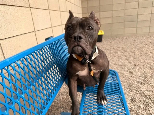 A young large-sized female American Bulldog dog named Sailor Moon for adoption in Mesa, AZ