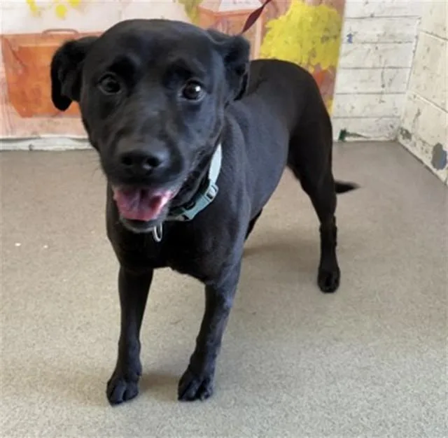 A young large-sized female Labrador Retriever dog named Mulan for adoption in San Bernardino, CA