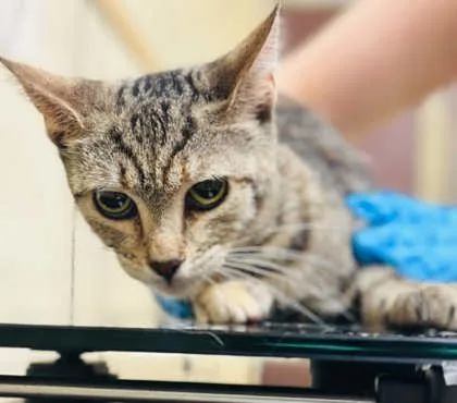 An adult medium-sized female Domestic Short Hair cat named Hometown Honey for adoption in West Chester, PA