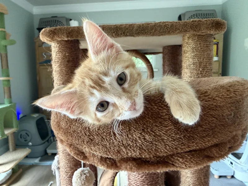 A baby medium-sized female Orange & White Tabby cat named Chili for adoption in Parker, TX