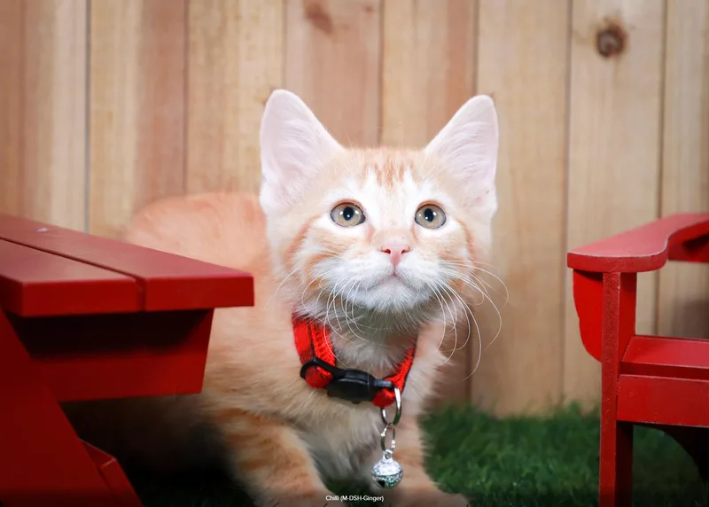 Chili thumbnail 2