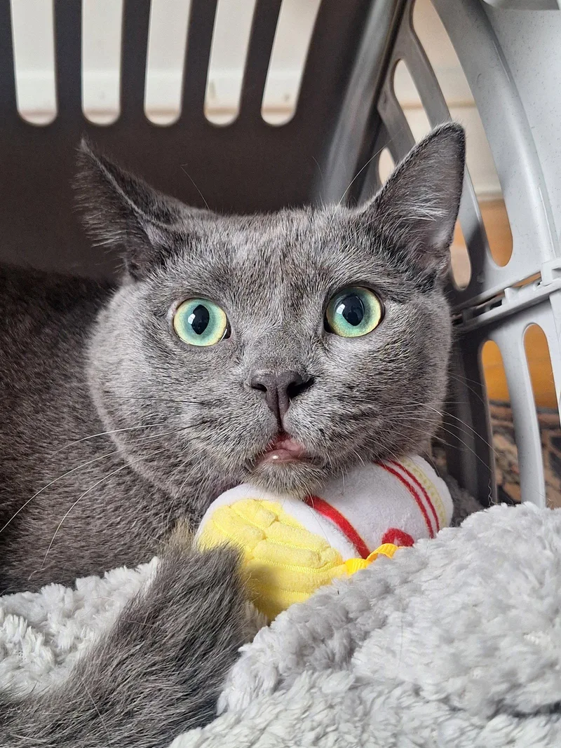 An adult medium-sized male Gray / Blue / Silver Domestic Short Hair cat named Ivory Grey for adoption in Chicago, IL