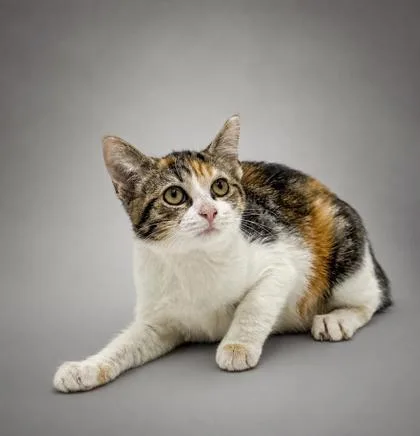 A baby small-sized female Domestic Short Hair cat named Bonnie for adoption in Bowling Green, KY