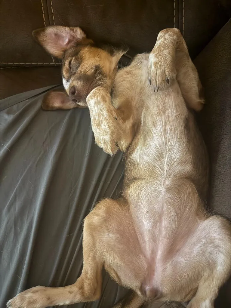 A baby medium-sized female Australian Cattle Dog / Blue Heeler dog named Journey for adoption in Salt Lake City, UT