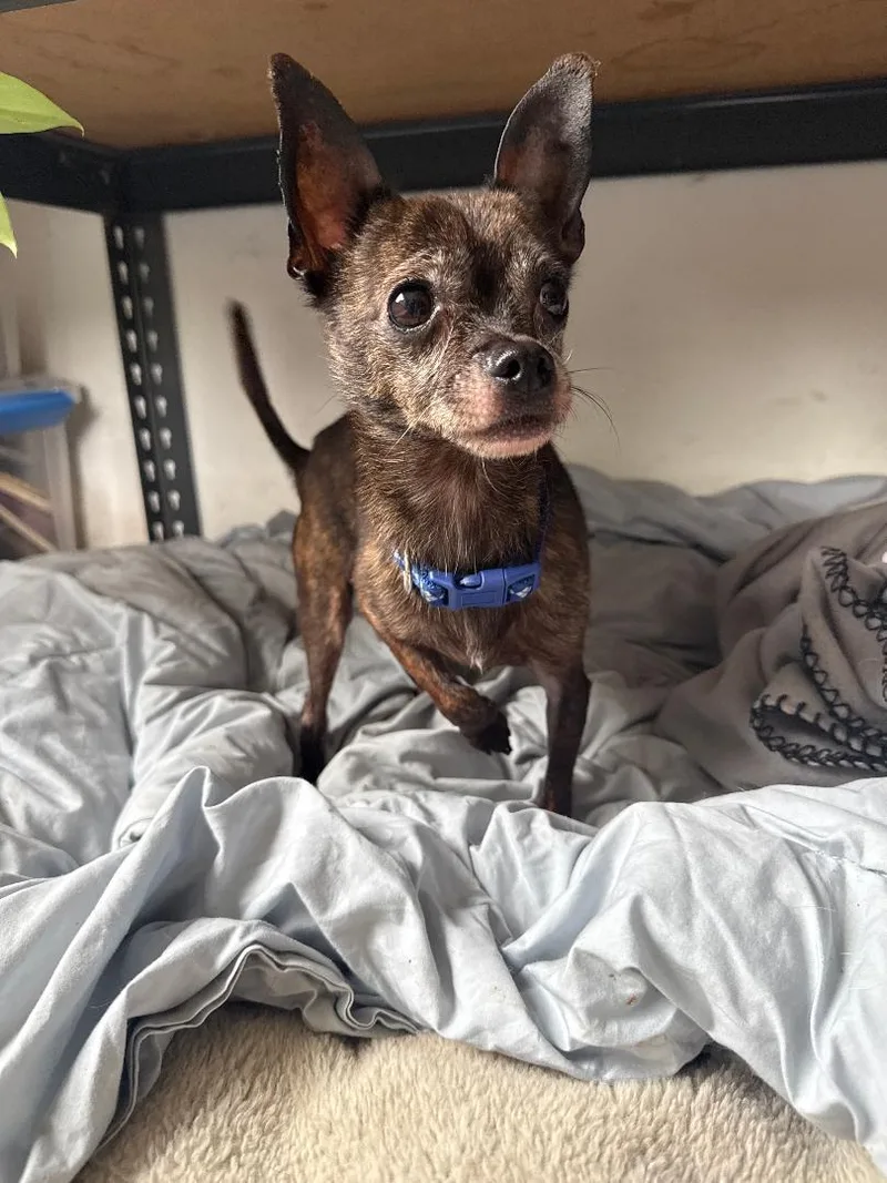 A senior small-sized female Chihuahua dog named Fern for adoption in Los Angeles, CA
