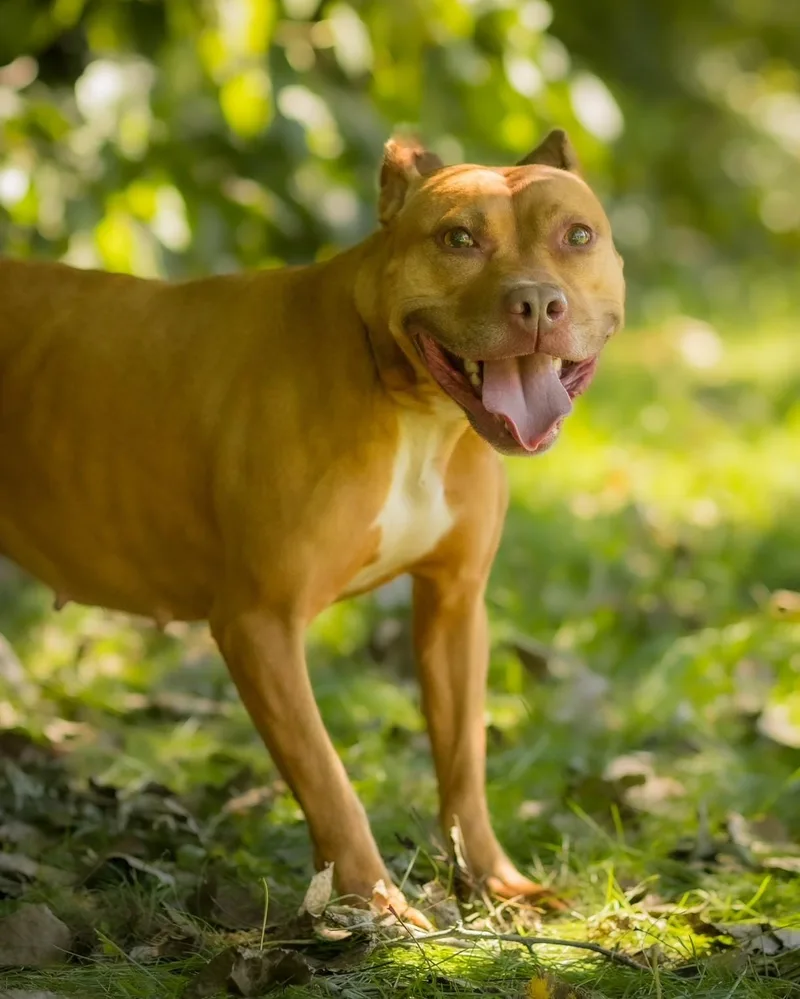 An adult medium-sized female Pit Bull Terrier dog named Guinevere for adoption in Bridgeport, CT