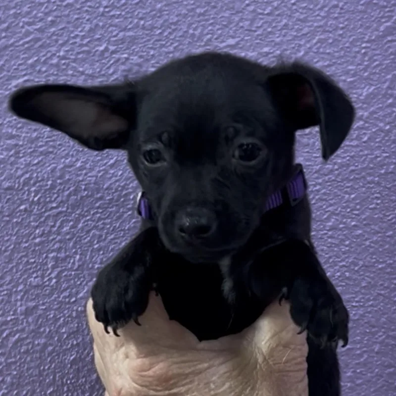 A baby small-sized male Black Chihuahua dog named Buckeye for adoption in Woodland, CA