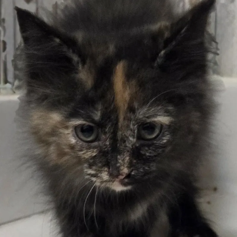 A baby small-sized female Tortoiseshell American Shorthair cat named Orange Peel for adoption in Johnson City, TN