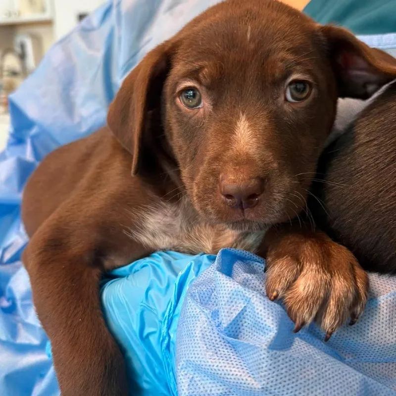 A baby small-sized female Brown / Chocolate Mixed Breed dog named Annalisa for adoption in Huntington, WV
