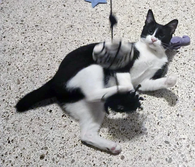 Harlequin thumbnail 2