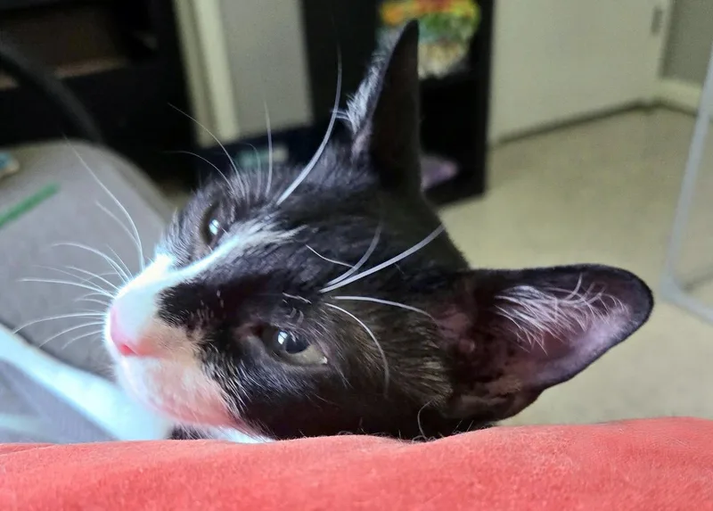 Harlequin thumbnail 3