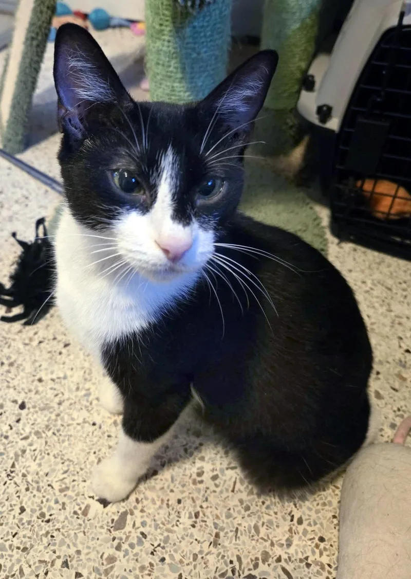 Harlequin thumbnail 4