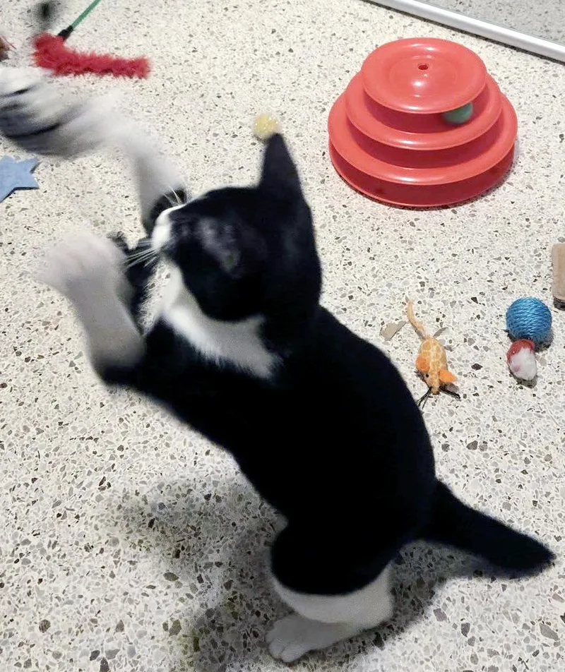 Harlequin thumbnail 5