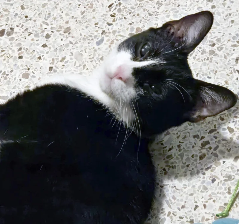 Harlequin thumbnail 6