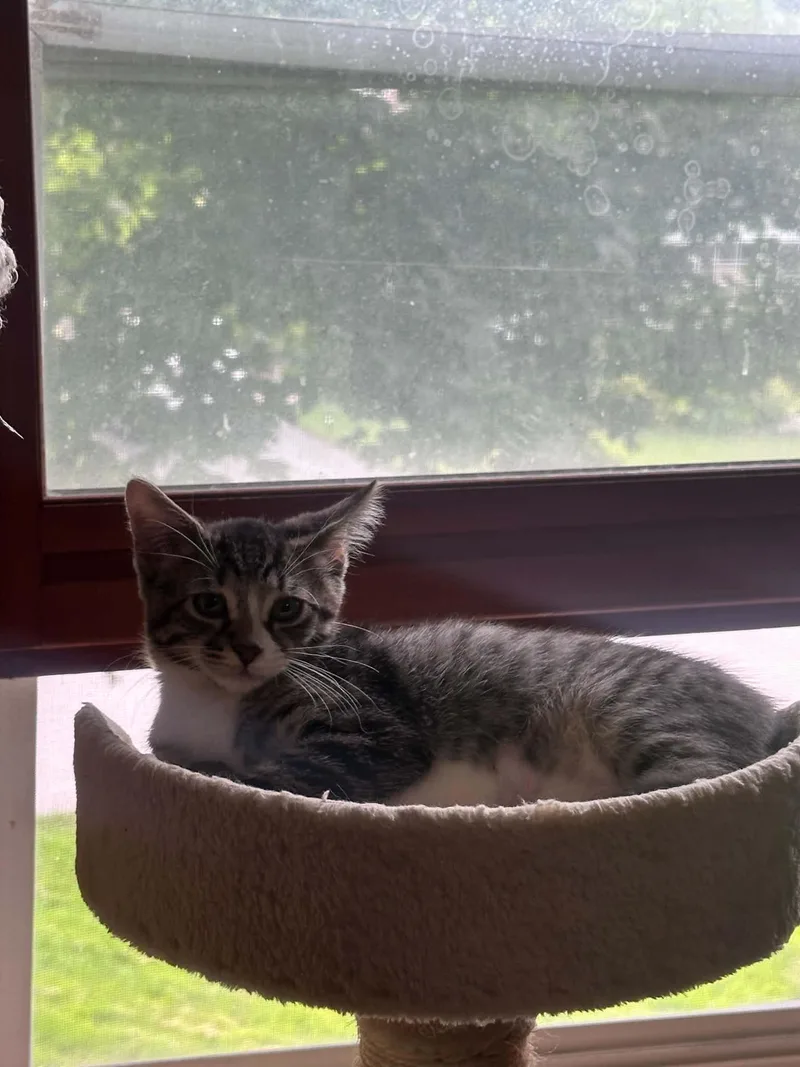 A baby small-sized male Extra-Toes Cat / Hemingway Polydactyl cat named Chili for adoption in Milwaukee, WI