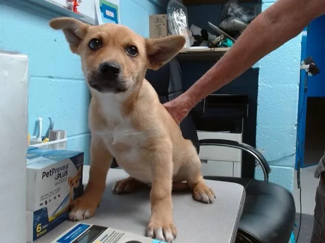 A baby small-sized male Husky dog named Avalanche for adoption in Albuquerque, NM