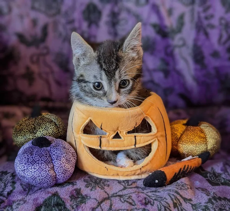 A baby small-sized female Tabby (Brown / Chocolate) Domestic Short Hair cat named Soph for adoption in Seven Valleys, PA