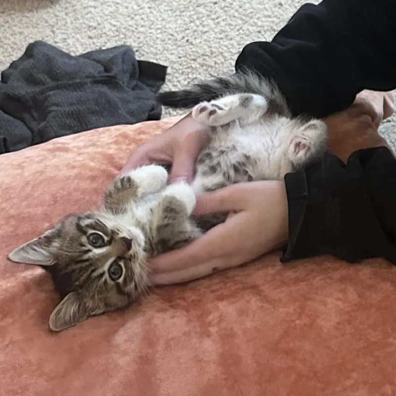 A baby small-sized female Brown / Chocolate Domestic Short Hair cat named Bear for adoption in Irwin, PA