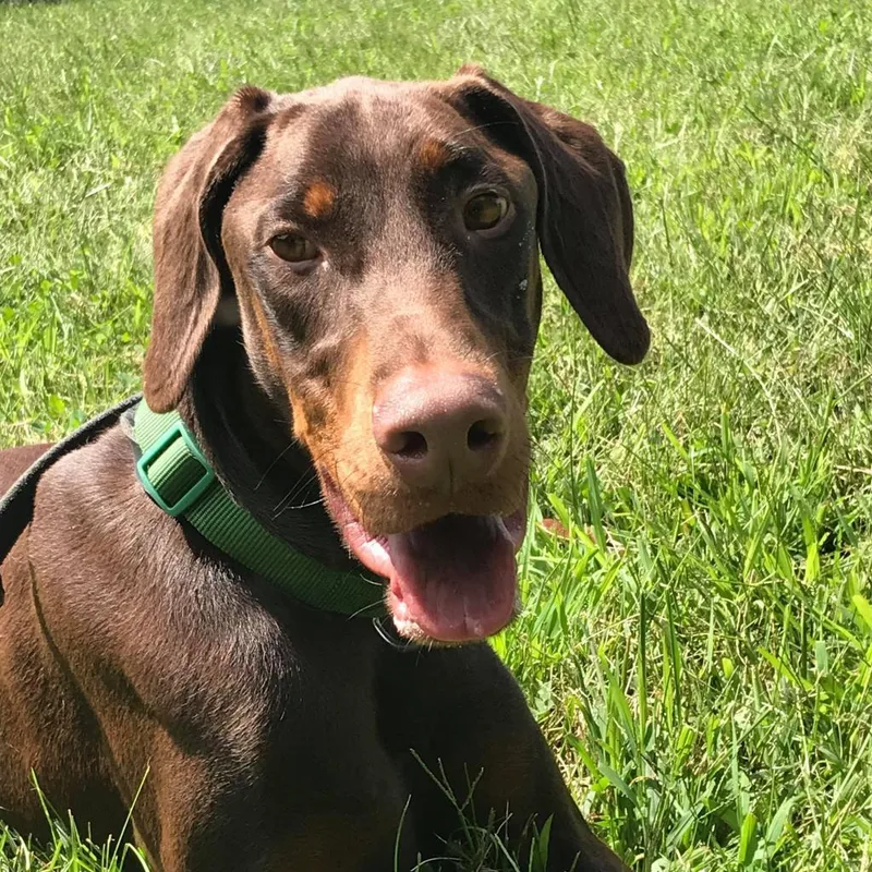 An adult large-sized male Red / Chestnut / Orange Doberman Pinscher dog named Dallas for adoption in Sandown, NH