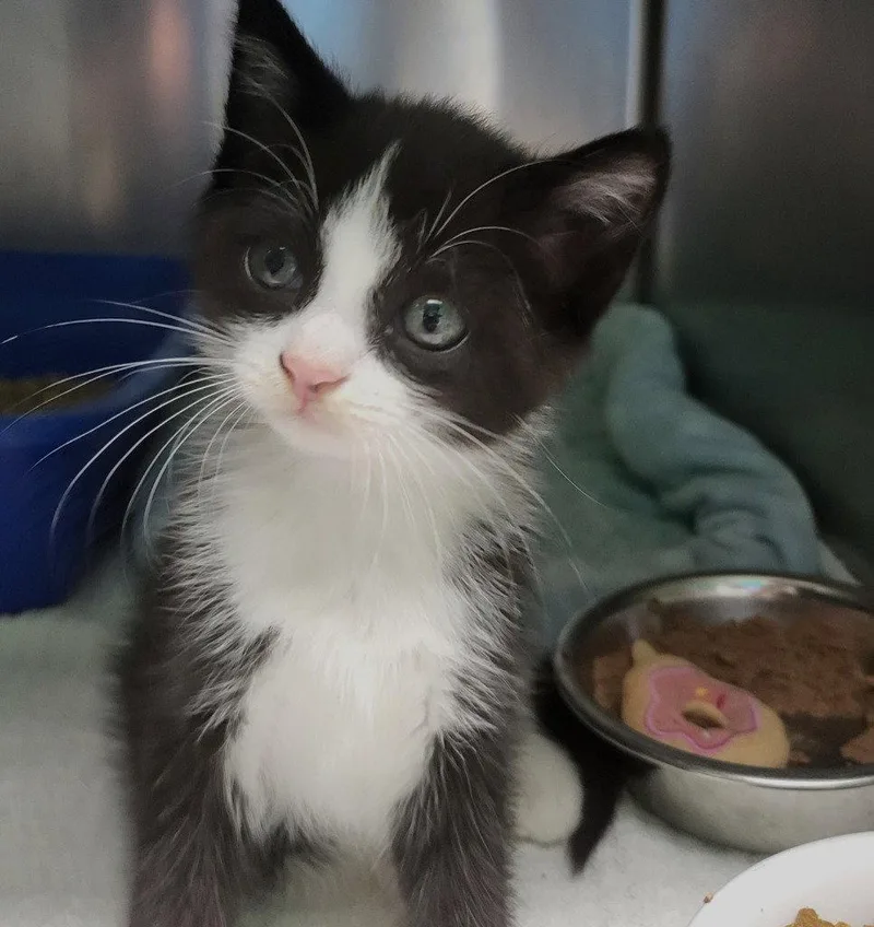 A baby small-sized female Black Domestic Medium Hair cat named Avery for adoption in Ellijay, GA