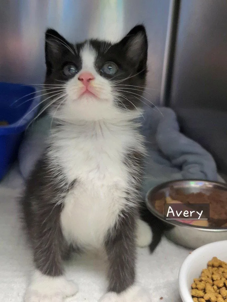 Avery thumbnail 3