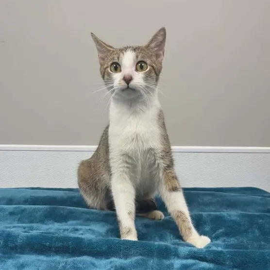 An adult medium-sized female Tabby (Buff / Tan / Fawn) Domestic Short Hair cat named Halo for adoption in Shepherdsville, KY