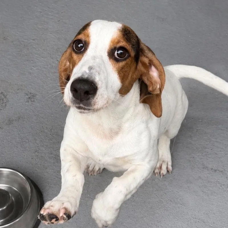 A young medium-sized female White / Cream Mixed Breed dog named Possum for adoption in Blairsville, GA