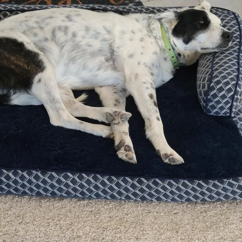 Piper