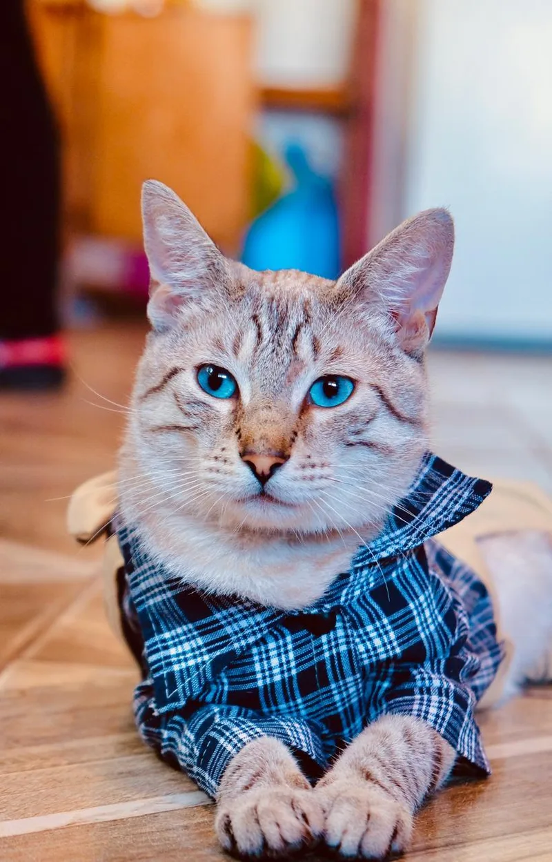 A young small-sized male Siamese cat named Gus for adoption in San Diego, CA