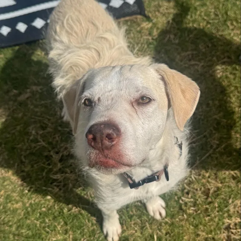 A senior medium-sized female Terrier dog named Mia Vi for adoption in Dallas, TX