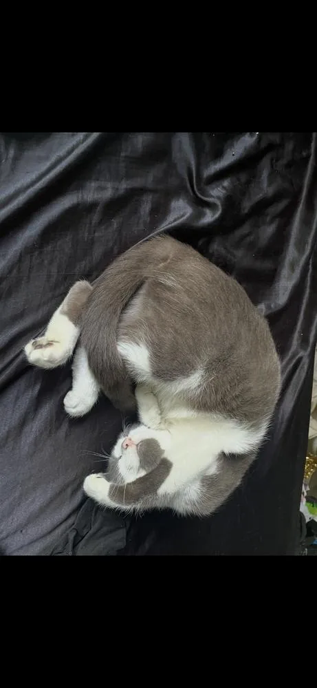 An adult medium-sized female Gray & White Domestic Short Hair cat named Cinnamon for adoption in Clinton Township, MI