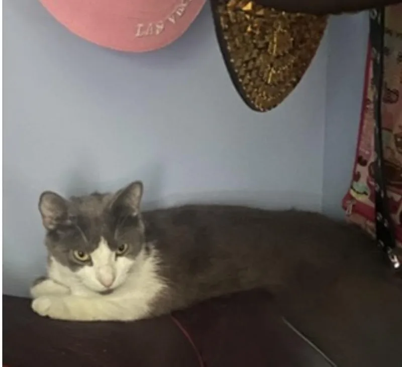 Cinnamon thumbnail 3