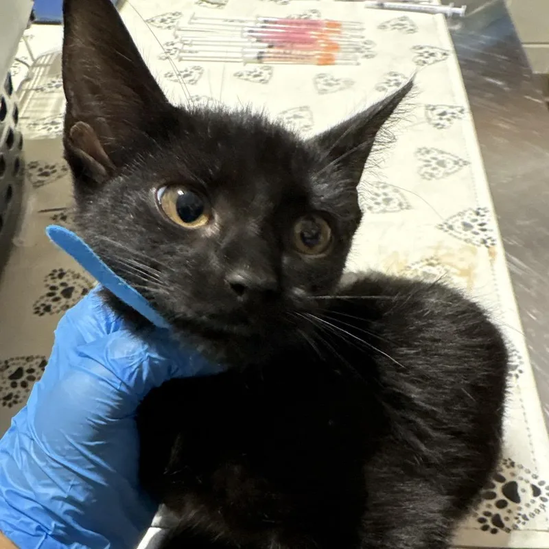 A baby small-sized female Black Domestic Short Hair cat named Demi for adoption in Milton, FL