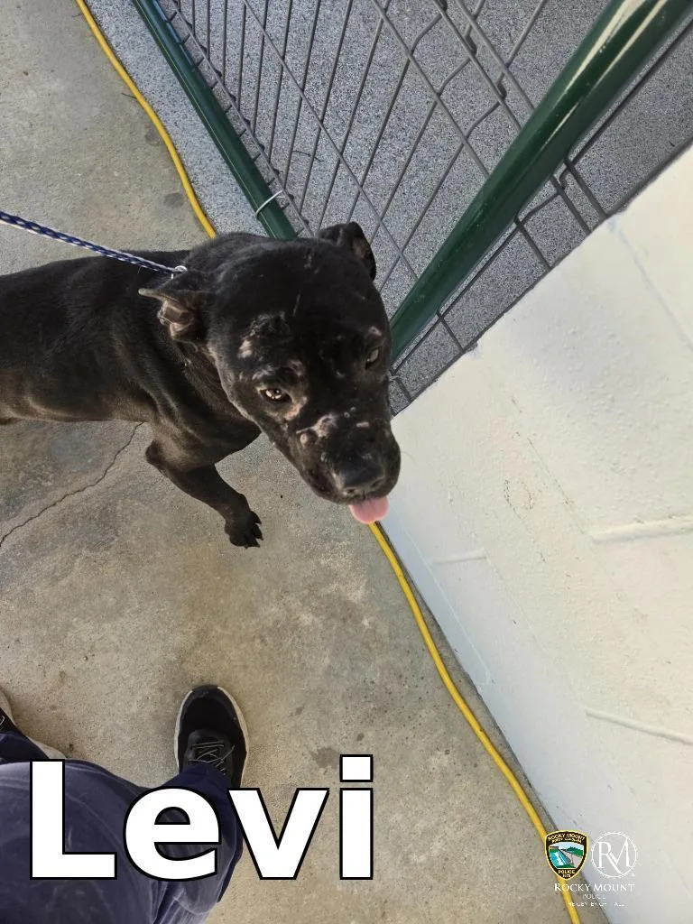 A baby medium-sized male Pit Bull Terrier dog named Levi for adoption in Rocky Mount, NC