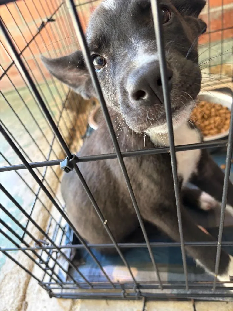 A baby medium-sized male Cattle Dog dog named Riften for adoption in Brownwood, TX